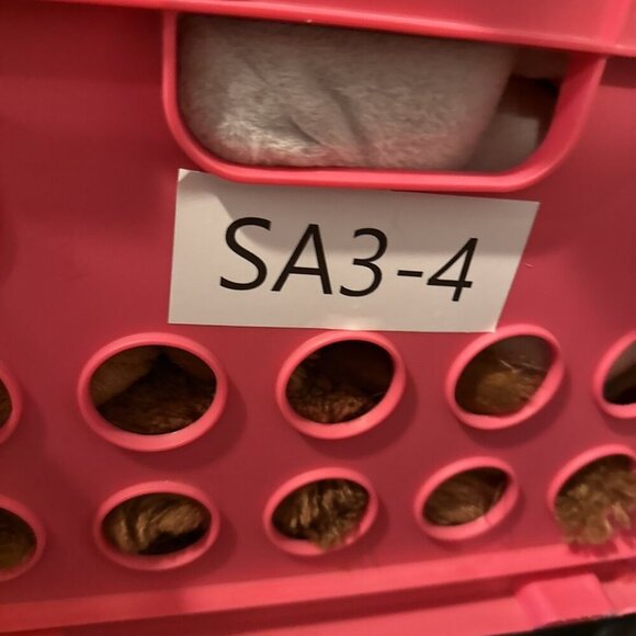 Little Live Pets Teddy Bear Plush Brown Cozy Dozy Baby Cubbles With Pacifier - Picture 8 of 8